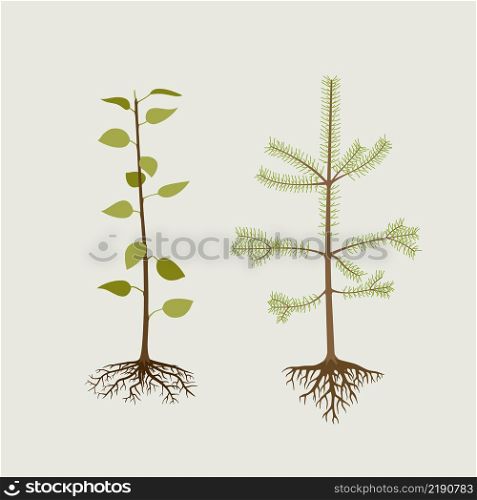 Seedlings of cultivated, deciduous tree and pine. Plantings for the garden.. Seedlings of cultivated, deciduous tree and pine.