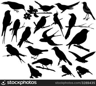 Selection of small birds