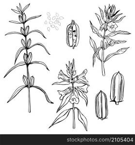 Sesame plant. Hand drawn sketch illustration