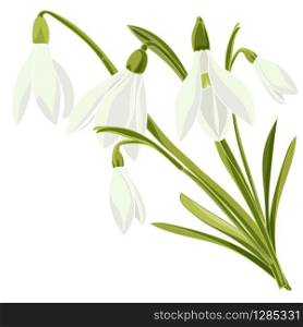 Set beautiful snowdrop flowers. Vector illustration. Isolated on white background. Set beautiful snowdrop flowers