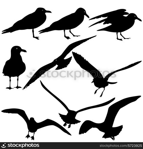 Set black silhouettes of seagulls on white background. Vector illustrations.