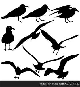 Set black silhouettes of seagulls on white background. Vector illustrations.