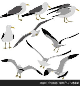 Set black silhouettes of seagulls on white background. Vector illustrations.