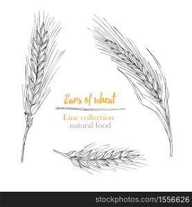 Set botany hand drawn sketch Ears of wheat isolated on white background. Engraving style. Herbal frame. Natural food collection. Set botany hand drawn sketch Ears of wheat isolated on white background. Line style. Herbal frame. Natural food collection. Vintage vector illustration.