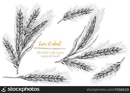 Set botany hand drawn sketch Ears of wheat sheaf isolated on white background. Engraving style. Herbal frame. Natural food collection. Set botany hand drawn sketch Ears of wheat sheaf isolated on white background. Engraving style. Herbal frame. Natural food collection. Vintage vector illustration.