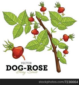 Set Dog Rose Compositions, Dog Rose Leaves, Dog Rose Vector, Cartoon illustration of Dog Rose. Dog Rose Isolated on White Background. Dog Rose Berries. Wild Rose.. Dog-Rose Set, Vector.