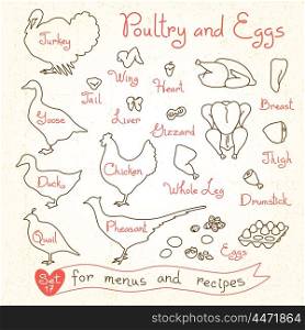 Set drawings of poultry and egg for design menus, recipes. Poultry meat chicken, turkey, goose, duck, quail, pheasant. Vector illustration.