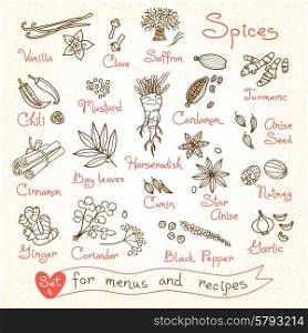 Set drawings of spices for design menus, recipes and packages product. Vector Illustration.