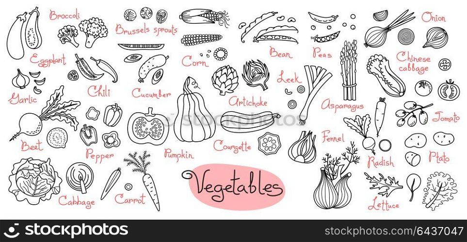 Set drawings of vegetables for design menus, recipes and packages product. Set drawings of vegetables for design menus, recipes and packages product. Vector Illustration.
