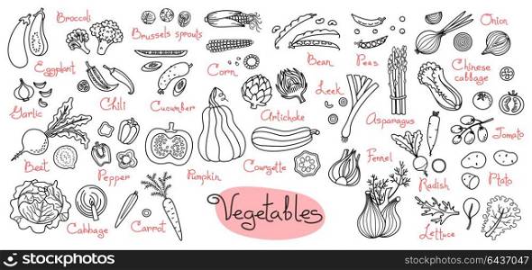 Set drawings of vegetables for design menus, recipes and packages product. Set drawings of vegetables for design menus, recipes and packages product. Vector Illustration.