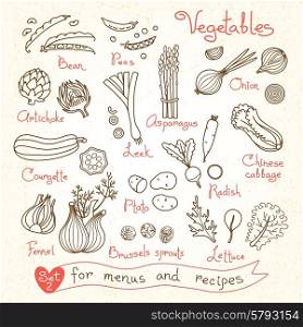 Set drawings of vegetables for design menus, recipes and packages product. Vector Illustration.