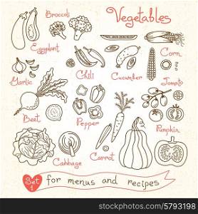 Set drawings of vegetables for design menus, recipes and packages product. Vector Illustration.