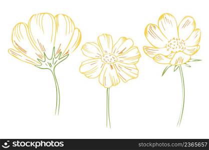 Set flowers hand engraved. Color collection sketches of yellow flowers. Vector simple outline bloom