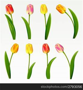 Set from eight tulips on a white background