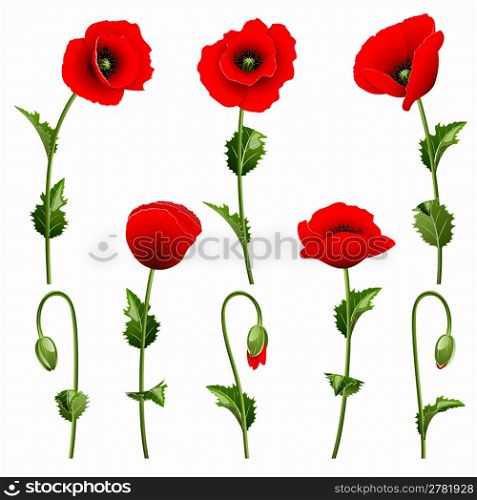 Set from red poppies on the white background