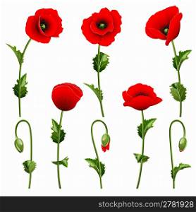 Set from red poppies on the white background