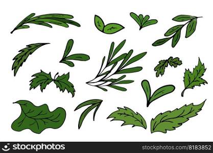 Set green leaves. Greenery isolated vector illustration. Concept summer, medicine, ecology, health. Elements for icon, menu, cover, print, poster, cards, web element, social media, card for children.. Set green leaves. Greenery isolated vector illustration. Concept summer, medicine, ecology, health.