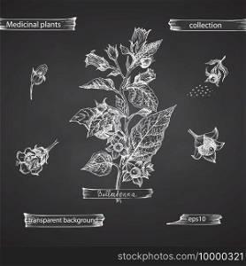 Set hand drawn of Belladonna, lives and flowers in white color isolated on chalkboard background. Retro vintage graphic design. Botanical sketch drawing, engraving style. Vector illustration.. Set hand drawn of Belladonna, lives and flowers in white color isolated on chalkboard background. Retro vintage graphic design. Botanical sketch drawing, engraving style. Vector.