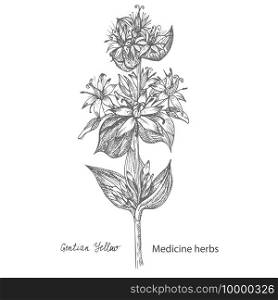 Set hand drawn of Gentian yellow, lives and flowers in black color isolated on white background. Retro vintage graphic design. Botanical sketch drawing, engraving style. Vector illustration.. Set hand drawn of Gentian yellow, lives and flowers in black color isolated on white background. Retro vintage graphic design. Botanical sketch drawing, engraving style. Vector.