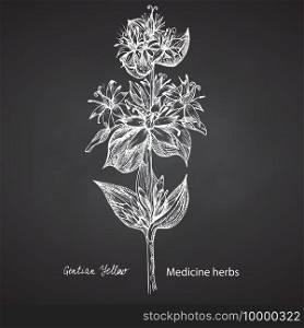 Set hand drawn of Gentian yellow, lives and flowers in white color isolated on chalkboard background. Retro vintage graphic design. Botanical sketch drawing, engraving style. Vector illustration.. Set hand drawn of Gentian yellow, lives and flowers in white color isolated on chalkboard background. Retro vintage graphic design. Botanical sketch drawing, engraving style. Vector.