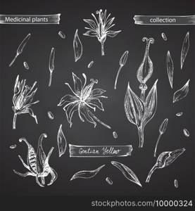 Set hand drawn of Gentian yellow, lives and flowers in white color isolated on chalkboard background. Retro vintage graphic design. Botanical sketch drawing, engraving style. Vector illustration.. Set hand drawn of Gentian yellow, lives and flowers in white color isolated on chalkboard background. Retro vintage graphic design. Botanical sketch drawing, engraving style. Vector.
