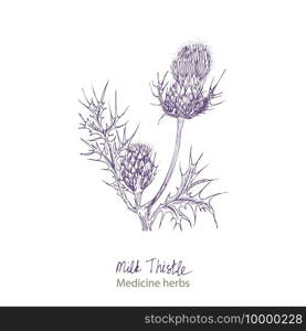 Set hand drawn of Milk Thistle, lives and flowers in black color isolated on white background. Retro vintage graphic design. Botanical sketch drawing, engraving style. Vector illustration.. Set hand drawn of Milk Thistle, lives and flowers in black color isolated on white background. Retro vintage graphic design. Botanical sketch drawing, engraving style. Vector.