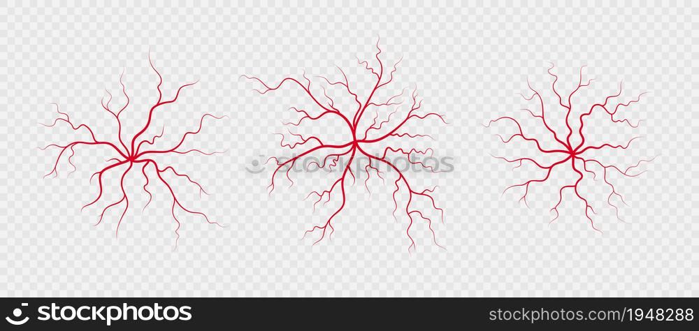 Set human veins and arteries. Red branching spider-shaped blood vessels and capillaries. Vector illustration isolated on transparent background.. Set human veins and arteries. Red branching spider-shaped blood vessels and capillaries. Vector illustration isolated on transparent background