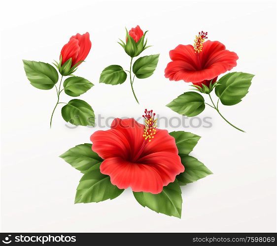 Set is beautiful hibiscus flower, buds and leaves isolated on white background. Exotic tropical plant realistic vector illustration EPS10. Set is beautiful hibiscus flower, buds and leaves isolated on white background. Exotic tropical plant realistic vector illustration