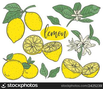 Set lemons sketch vector illustration. Collection yellow citruses hand engraved. Bunch fruits on branch, whole, parts, flowers and twigs. Set lemons sketch vector illustration
