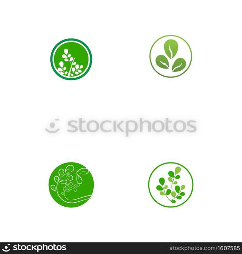 Set Moringa leaf Logo Template vector symbol nature