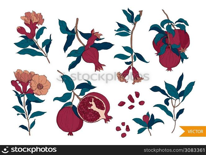 Set of 10 Pomegranate composition, flowers. leaves and seeds. Hand drawn fruit style.Organic food vector. Design for cosmetics, spa, pomegranate juice, health care products, perfume.. Set of 10 Pomegranate composition, flowers. leaves and seeds. Hand drawn fruit style.Organic food vector. Design for cosmetics, spa, pomegranate juice, health care products, perfume