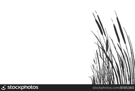 Set of a monochrome reed or bulrush on a white background.Isolated vector drawing.