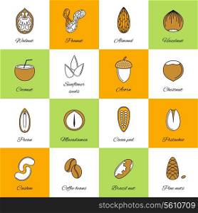 Set of acorn chestnut hazelnut coconut sunflower seeds and nuts in flat line style vector illustration