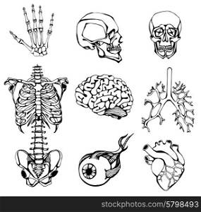 set of an internal of the person. Human anatomy. set of an internal of the person