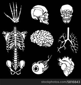 set of an internal of the person. Human anatomy. set of an internal person
