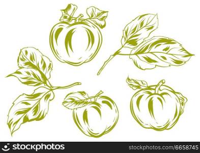 Set of apples and leaves. Stylized hand drawn fruits.. Set of apples and leaves.