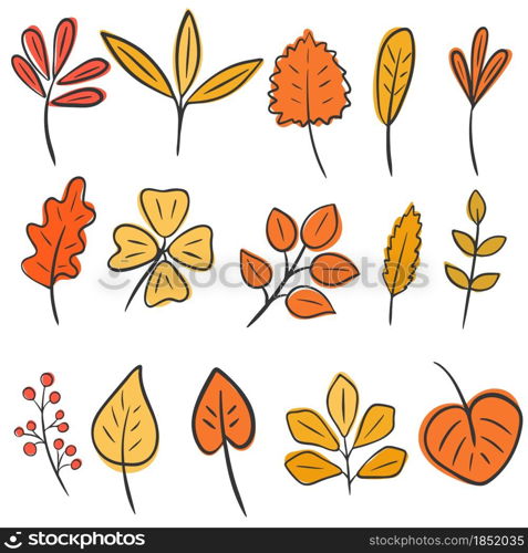 Set of autumn leaves hand drawing. Vector isolated leaves of maple, birch, oak and plants. Illustration of fall botanical elements. Collection of bed sheets for design.. Set of autumn leaves hand drawing. Vector