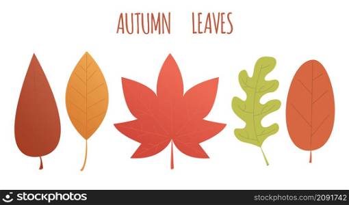 Set of autumn leaves in different colors. Vector flat style illustration.Maple leaf,oak leaf.. Set of autumn leaves in different colors. Vector flat style illustration.