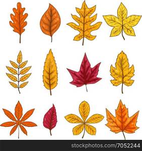 Set of autumn leaves isolated on white background. Vector design element