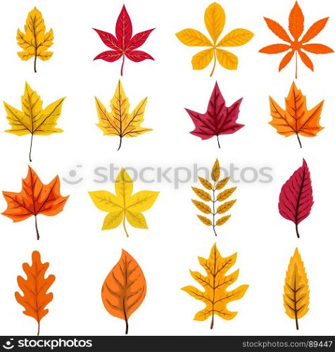 set of autumn leaves isolated on white background. Vector design element