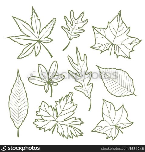Set of autumn leaves Nature Vector illustration
