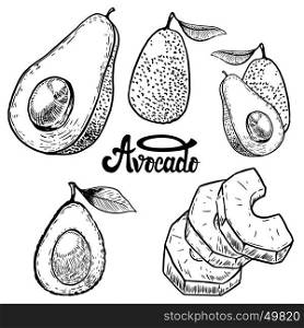 Set of avocado illustrations on white background. Design elements for logo, label, emblem, sign, poster, menu. Vector illustration.