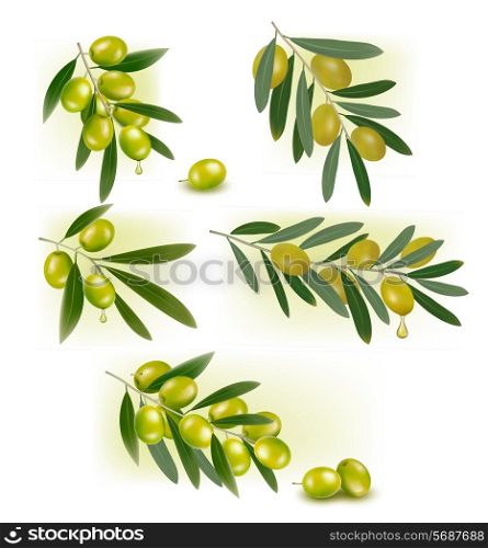 Set of backgrounds with green olives. Vector illustration.