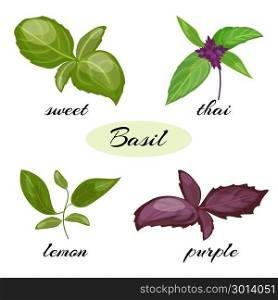 Set of basil leaves. Different types of basil.. Set of basil leaves. Different types of basil Genovese, Thai, lemon or holy , purple. Isolated on white background. Herbs with leaves inflorescence.