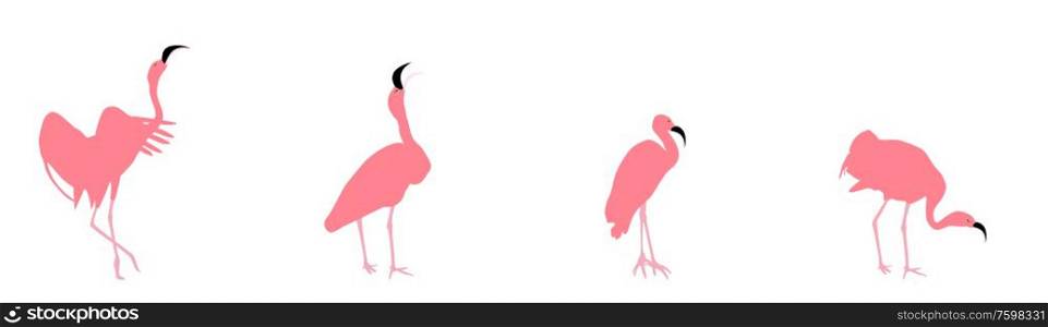 Set of beautiful colored vector illustrations of flamingos in different poses. EPS10. Set of beautiful colored vector illustrations of flamingos in different poses