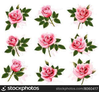 Set of beautiful pink roses. Vector.