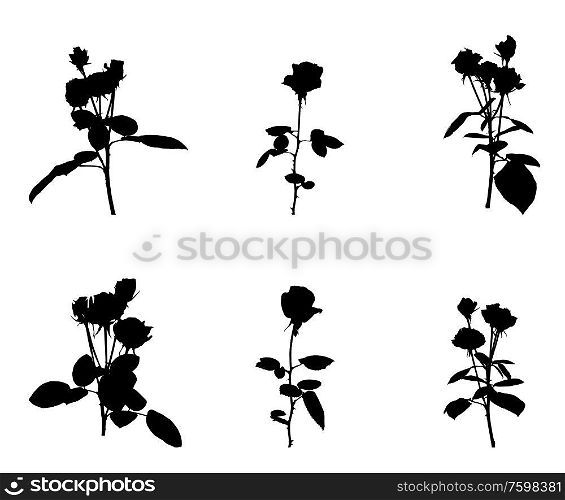 Set of Beautiful Silane White and Black Roses. Isolated on White Background. Vector Illustration. EPS10. Set of Beautiful Silane White and Black Roses. Isolated on White Background. Vector Illustration