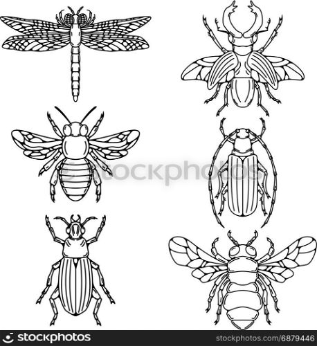 Set of beetle illustrations isolated on white background.