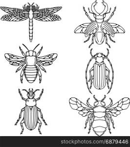Set of beetle illustrations isolated on white background.
