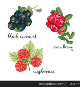 Set of berries. Black Currant, Cranberry and Raspberry. Vector illustration